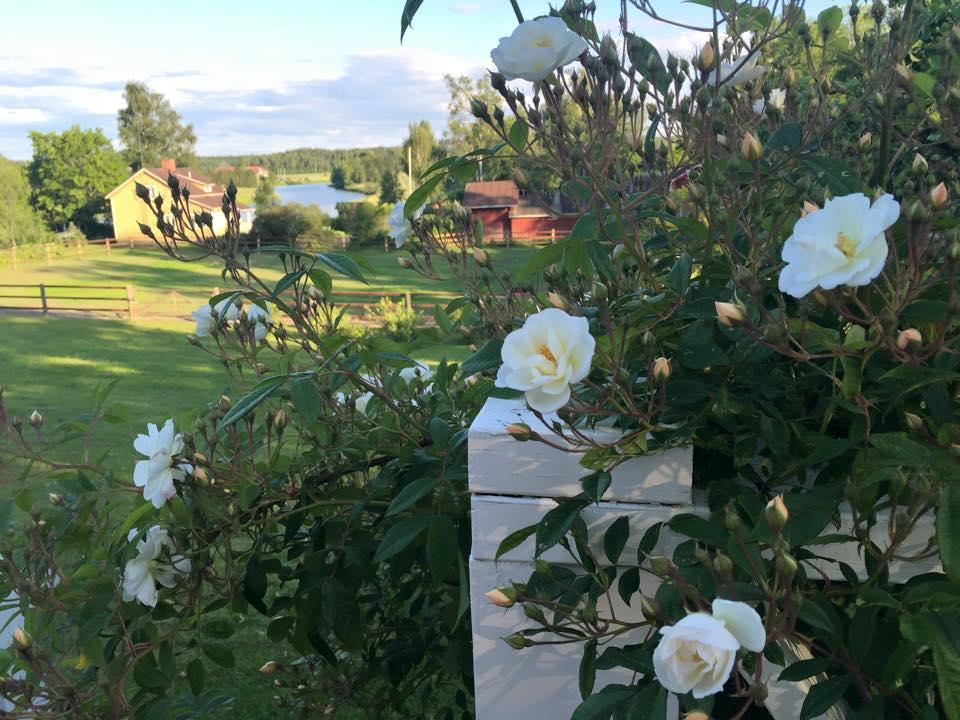 Tukkilan Tila Bed & Breakfast Porvoo Luaran gambar